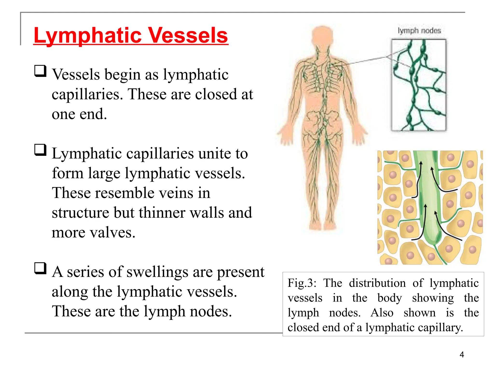Lymphatic Vessels
4
 Vessels begin as lymphatic
capillaries. These are closed at
one end.
 Lymphatic capillaries unite to
form large lymphatic vessels.
These resemble veins in
structure but thinner walls and
more valves.
 A series of swellings are present
along the lymphatic vessels.
These are the lymph nodes.
Fig.3: The distribution of lymphatic
vessels in the body showing the
lymph nodes. Also shown is the
closed end of a lymphatic capillary.
 