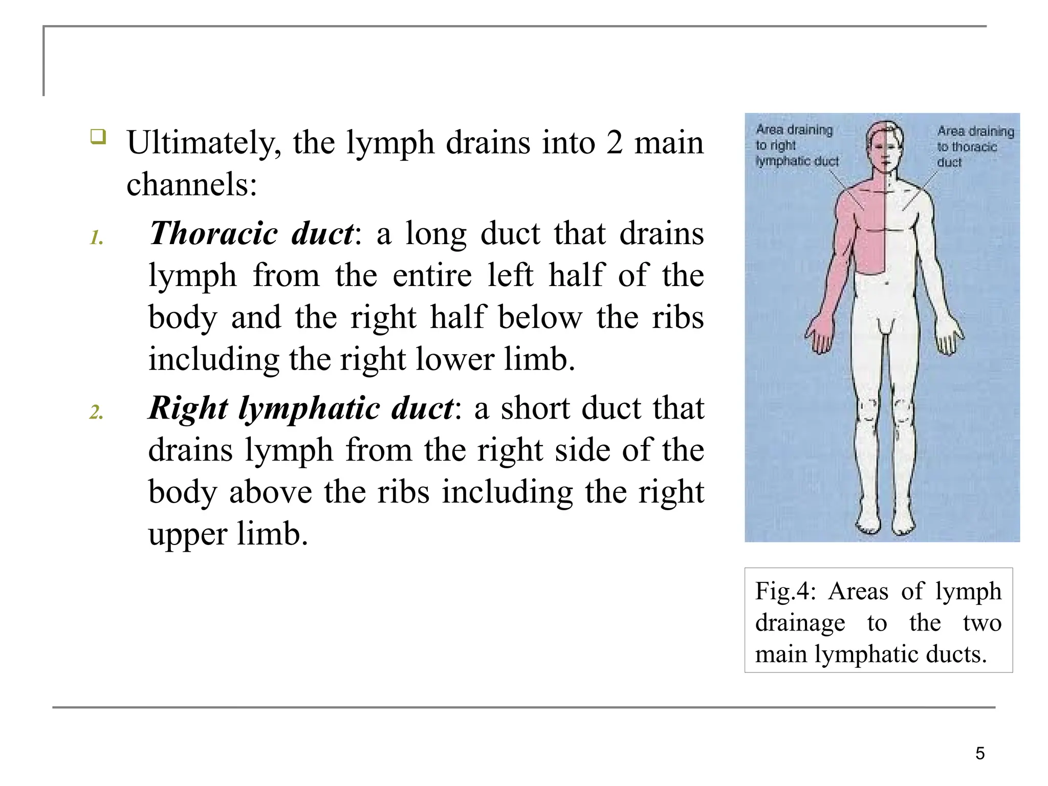  Ultimately, the lymph drains into 2 main
channels:
1. Thoracic duct: a long duct that drains
lymph from the entire left half of the
body and the right half below the ribs
including the right lower limb.
2. Right lymphatic duct: a short duct that
drains lymph from the right side of the
body above the ribs including the right
upper limb.
5
Fig.4: Areas of lymph
drainage to the two
main lymphatic ducts.
 