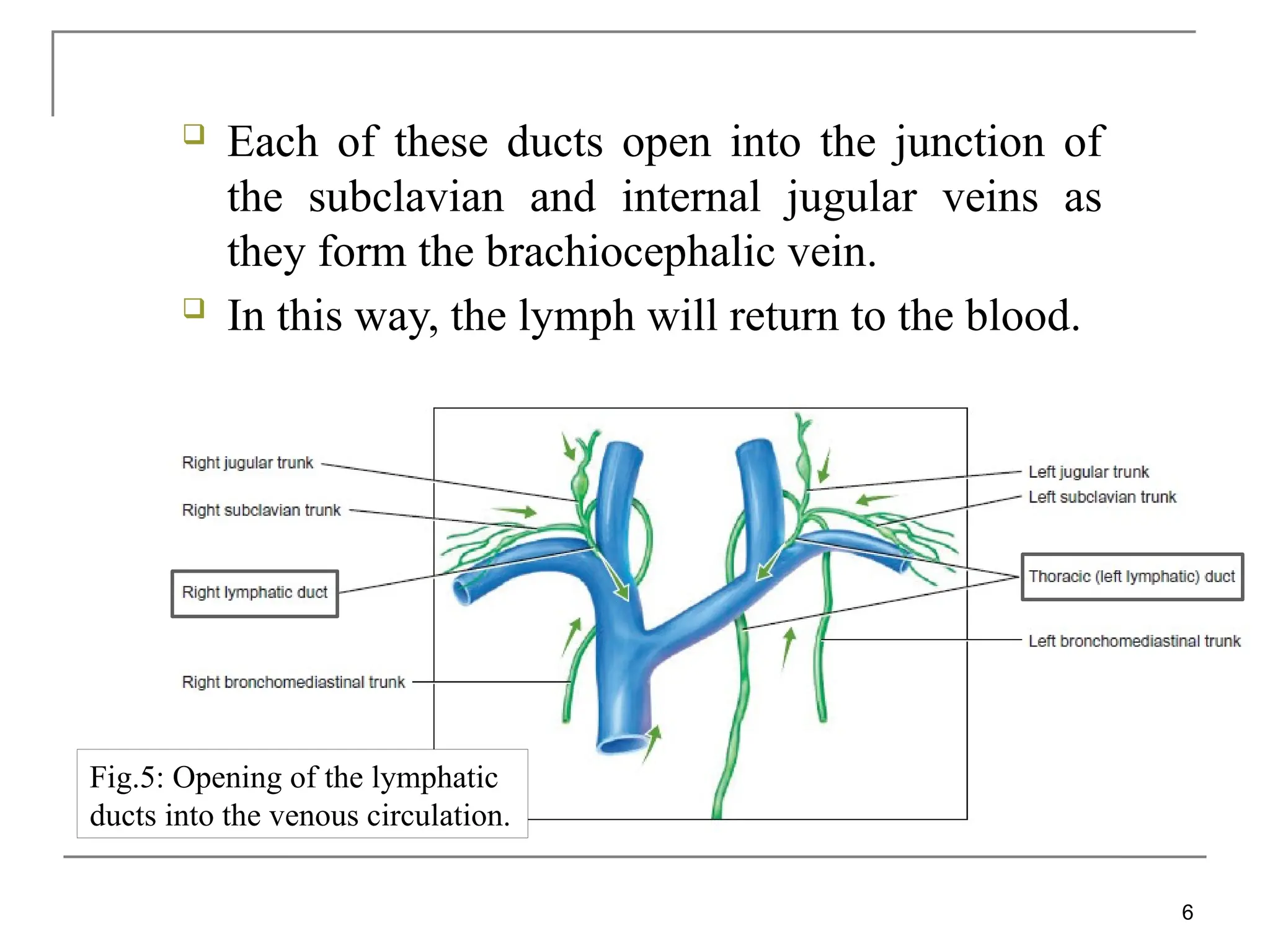  Each of these ducts open into the junction of
the subclavian and internal jugular veins as
they form the brachiocephalic vein.
 In this way, the lymph will return to the blood.
6
Fig.5: Opening of the lymphatic
ducts into the venous circulation.
 