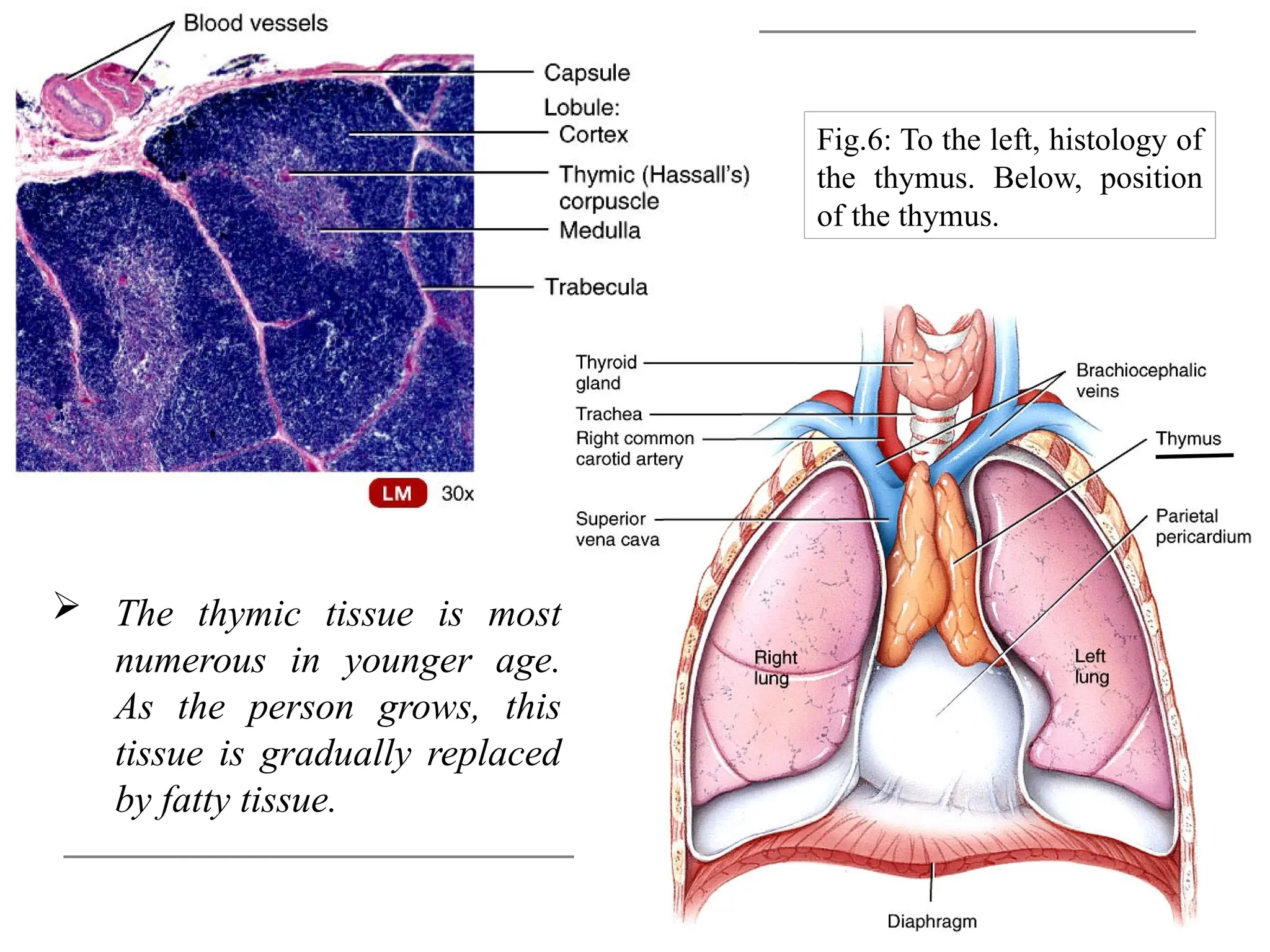  The thymic tissue is most
numerous in younger age.
As the person grows, this
tissue is gradually replaced
by fatty tissue.
9
Fig.6: To the left, histology of
the thymus. Below, position
of the thymus.
 