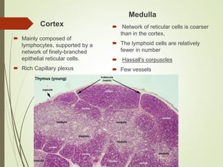 Cortex
 Mainly composed of
lymphocytes, supported by a
network of finely-branched
epithelial reticular cells.
 Rich Capillary plexus
Medulla
 Network of reticular cells is coarser
than in the cortex,
 The lymphoid cells are relatively
fewer in number
 Hassall's corpuscles
 Few vessels
 