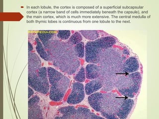  In each lobule, the cortex is composed of a superficial subcapsular
cortex (a narrow band of cells immediately beneath the capsule), and
the main cortex, which is much more extensive. The central medulla of
both thymic lobes is continuous from one lobule to the next.
 