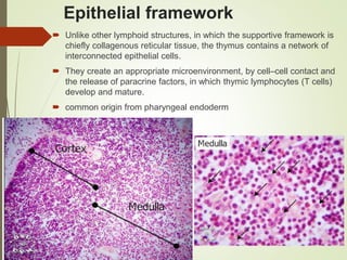 Epithelial framework
 Unlike other lymphoid structures, in which the supportive framework is
chiefly collagenous reticular tissue, the thymus contains a network of
interconnected epithelial cells.
 They create an appropriate microenvironment, by cell–cell contact and
the release of paracrine factors, in which thymic lymphocytes (T cells)
develop and mature.
 common origin from pharyngeal endoderm
 