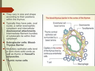  They vary in size and shape
according to their positions
within the thymus.
 Typically they have pale, oval
nuclei, a rather eosinophilic
cytoplasm and intercellular
desmosomal attachments.
Intermediate filament bundles
of cytokeratin lie within their
cytoplasm.
 Subcapsular cells: Blood-
Thymus Barrier
 Medullary epithelial cells tend
to form more solid cords as
well as thymic or Hassall’s
corpuscles.
 Thymic nurse cells
 