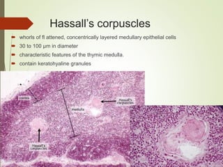 Hassall’s corpuscles
 whorls of fl attened, concentrically layered medullary epithelial cells
 30 to 100 μm in diameter
 characteristic features of the thymic medulla.
 contain keratohyaline granules
 