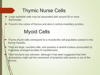 Thymic Nurse Cells
 Large epithelial cells may be associated with around 50 or more
thymocytes.
 Found in the cortex of thymus and also in cortico-medullary junction,
Myoid Cells
 Thymic myoid cells correspond to a muscle-like cell population present in the
thymic medulla.
 They are large, rounded cells, and possess a central nucleus surrounded by
irregularly arranged bundles of myofilaments.
 Their functions are unknown, although it has been suggested that their
contractions might aid the movement of lymphoid cells across or out of the
thymus.
 