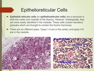 Epithelioreticular Cells
 Epithelial reticular cells (or epithelioreticular cells) are a structure in
both the cortex and medulla of the thymus. However, histologically, they
are more easily identified in the medulla. These cells contain secretory
granules which are thought to contain the thymic hormones.
 There are six different types: Types 1-3 are in the cortex, and types 4-6
are in the medulla
 
