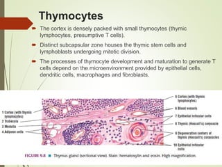 Thymocytes
 The cortex is densely packed with small thymocytes (thymic
lymphocytes, presumptive T cells).
 Distinct subcapsular zone houses the thymic stem cells and
lymphoblasts undergoing mitotic division.
 The processes of thymocyte development and maturation to generate T
cells depend on the microenvironment provided by epithelial cells,
dendritic cells, macrophages and fibroblasts.
 
