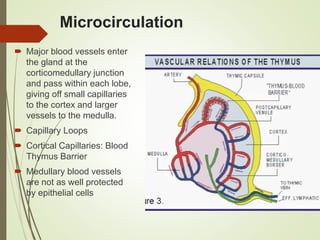 Microcirculation
 Major blood vessels enter
the gland at the
corticomedullary junction
and pass within each lobe,
giving off small capillaries
to the cortex and larger
vessels to the medulla.
 Capillary Loops
 Cortical Capillaries: Blood
Thymus Barrier
 Medullary blood vessels
are not as well protected
by epithelial cells
 