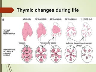 Thymic changes during life
 