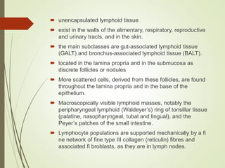  unencapsulated lymphoid tissue
 exist in the walls of the alimentary, respiratory, reproductive
and urinary tracts, and in the skin.
 the main subclasses are gut-associated lymphoid tissue
(GALT) and bronchus-associated lymphoid tissue (BALT).
 located in the lamina propria and in the submucosa as
discrete follicles or nodules
 More scattered cells, derived from these follicles, are found
throughout the lamina propria and in the base of the
epithelium.
 Macroscopically visible lymphoid masses, notably the
peripharyngeal lymphoid (Waldeyer’s) ring of tonsillar tissue
(palatine, nasopharyngeal, tubal and lingual), and the
Peyer’s patches of the small intestine.
 Lymphocyte populations are supported mechanically by a fi
ne network of fine type III collagen (reticulin) fibres and
associated fi broblasts, as they are in lymph nodes.
 