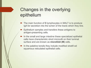Changes in the overlying
epithelium
 The main function of B lymphocytes in MALT is to produce
IgA for secretion into the lumen of the tracts which they line.
 Epithelium samples and transfers these antigens to
antigen-presenting cells.
 In the small and large intestine these specialized epithelial
cells have characteristic short microvilli on their luminal
surface and are known as microfold (M) cells.
 In the palatine tonsils they include modified stratifi ed
squamous reticulated epithelial cells.
 