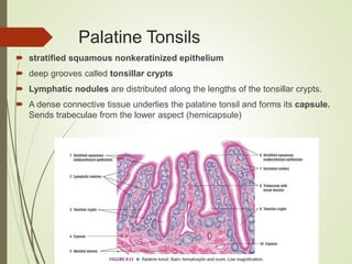 Palatine Tonsils
 stratified squamous nonkeratinized epithelium
 deep grooves called tonsillar crypts
 Lymphatic nodules are distributed along the lengths of the tonsillar crypts.
 A dense connective tissue underlies the palatine tonsil and forms its capsule.
Sends trabeculae from the lower aspect (hemicapsule)
 