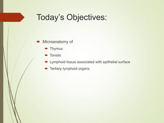 Today’s Objectives:
 Microanatomy of
 Thymus
 Tonsils
 Lymphoid tissue associated with epithelial surface
 Tertiary lymphoid organs
 