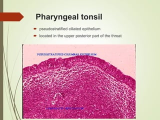 Pharyngeal tonsil
 pseudostratified ciliated epithelium
 located in the upper posterior part of the throat
 