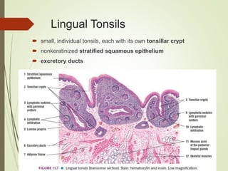 Lingual Tonsils
 small, individual tonsils, each with its own tonsillar crypt
 nonkeratinized stratified squamous epithelium
 excretory ducts
 