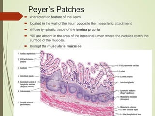 Peyer’s Patches
 characteristic feature of the ileum
 located in the wall of the ileum opposite the mesenteric attachment
 diffuse lymphatic tissue of the lamina propria
 Villi are absent in the area of the intestinal lumen where the nodules reach the
surface of the mucosa.
 Disrupt the muscularis mucosae
 