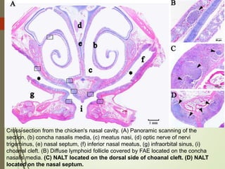 Cross-section from the chicken's nasal cavity. (A) Panoramic scanning of the
section, (b) concha nasalis media, (c) meatus nasi, (d) optic nerve of nervi
trigeminus, (e) nasal septum, (f) inferior nasal meatus, (g) infraorbital sinus, (i)
choanal cleft. (B) Diffuse lymphoid follicle covered by FAE located on the concha
nasalis media. (C) NALT located on the dorsal side of choanal cleft. (D) NALT
located on the nasal septum.
 