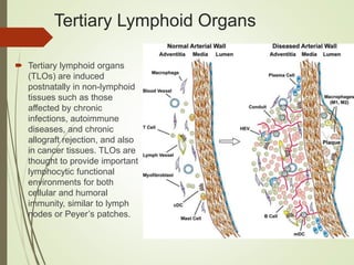Tertiary Lymphoid Organs
 Tertiary lymphoid organs
(TLOs) are induced
postnatally in non-lymphoid
tissues such as those
affected by chronic
infections, autoimmune
diseases, and chronic
allograft rejection, and also
in cancer tissues. TLOs are
thought to provide important
lymphocytic functional
environments for both
cellular and humoral
immunity, similar to lymph
nodes or Peyer’s patches.
 