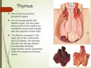 Thymus
 One of the two primary
lymphoid organs.
 It is an encapsulated soft,
bilobed organ, the two parts
being joined in the midline by
connective tissue that merges
with the capsule of each lobe.
 The thymus is largest in the
early part of life, particularly
around puberty, and persists
actively into old age despite
considerable fibrofatty
degeneration which sometimes
hides the existence of thymic
tissue.
 