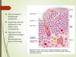  Site of mature T
lymphocyte
production.
 Acquiring immune
tolerance to the
body’s own
components.
 Also part of the
neuroimmunologic
al and
neuroendocrine
axes of the body
 