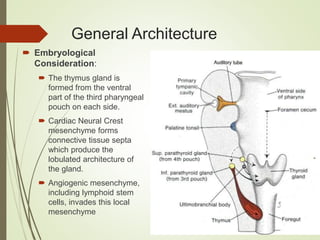 General Architecture
 Embryological
Consideration:
 The thymus gland is
formed from the ventral
part of the third pharyngeal
pouch on each side.
 Cardiac Neural Crest
mesenchyme forms
connective tissue septa
which produce the
lobulated architecture of
the gland.
 Angiogenic mesenchyme,
including lymphoid stem
cells, invades this local
mesenchyme
 
