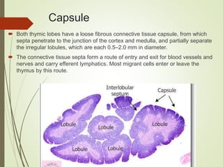 Capsule
 Both thymic lobes have a loose fibrous connective tissue capsule, from which
septa penetrate to the junction of the cortex and medulla, and partially separate
the irregular lobules, which are each 0.5–2.0 mm in diameter.
 The connective tissue septa form a route of entry and exit for blood vessels and
nerves and carry efferent lymphatics. Most migrant cells enter or leave the
thymus by this route.
 