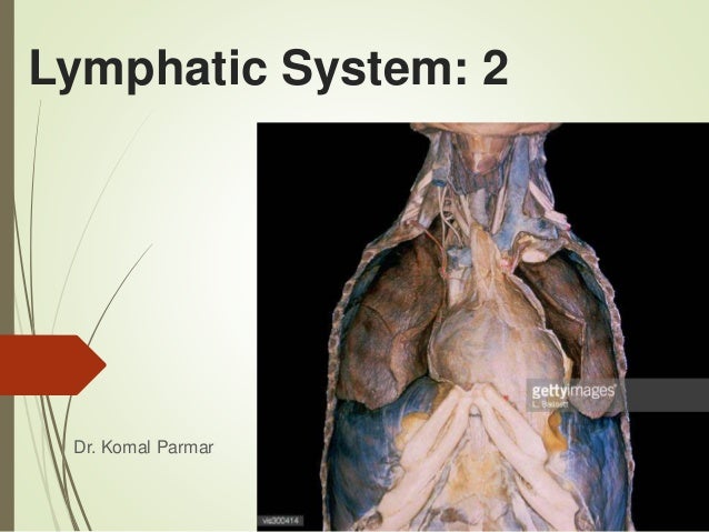 Lymphatic System Thymus And Malt - 