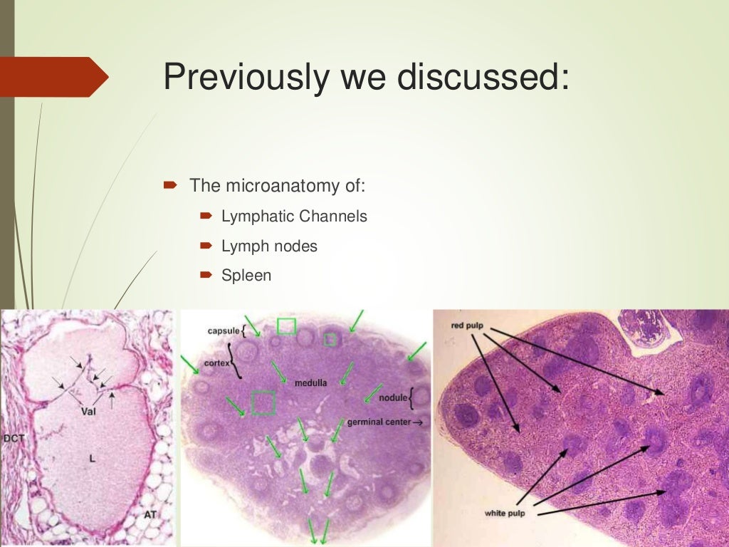 Lymphatic system Thymus and MALT