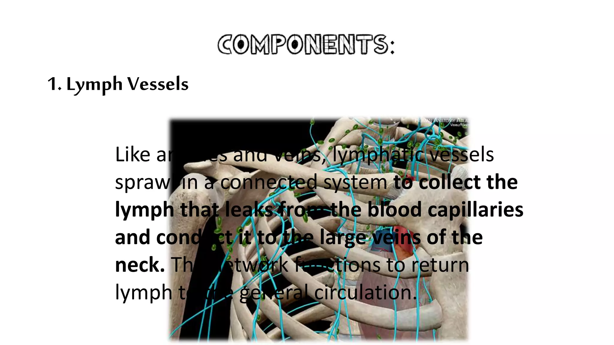 Human Anatomy and Physiology - Lymphatic system and body defenses | PPTX