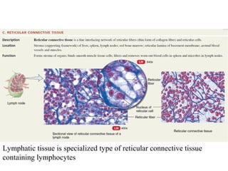 Lymphatic system and immunity | PPT