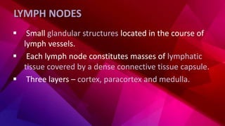 LYMPH NODES
 Small glandular structures located in the course of
lymph vessels.
 Each lymph node constitutes masses of lymphatic
tissue covered by a dense connective tissue capsule.
 Three layers – cortex, paracortex and medulla.
 