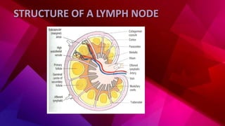 STRUCTURE OF A LYMPH NODE
 