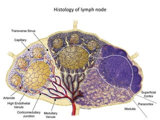 Lymphatic system [autosaved] | PPTX