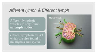 Afferent lymph & Efferent lymph
Afferent lymphatic
vessels are only found
in lymph nodes
efferent lymphatic vessel
which are also found in
the thymus and spleen.
 
