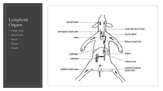Lymphoid
Organs
◦ Lymph Node
◦ Hemal Node
◦ Spleen
◦ Thymus
◦ Tonsils
 