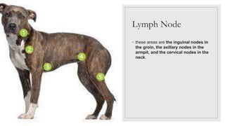 Lymph Node
◦ these areas are the inguinal nodes in
the groin, the axillary nodes in the
armpit, and the cervical nodes in the
neck.
 