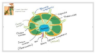 Lymphatic system Histology.pptx