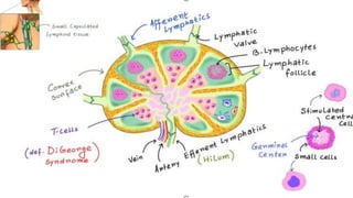 Lymphatic system Histology.pptx