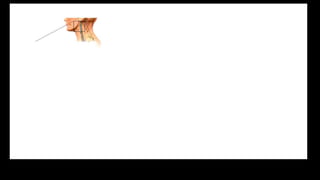 Lymphatic system Histology.pptx