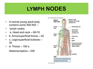 LYMPH NODES
• A normal young adult body
contains some 400-450
• lymph nodes.
• a. Head and neck -- 60-70
• b. Arms/superficial thorax – 40
• c. Legs/superficial buttocks –
30
• d. Thorax – 100 e.
Abdomen/pelvis – 230
 