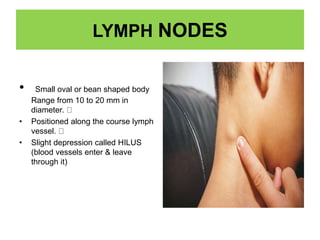LYMPH NODES
• Small oval or bean shaped body
Range from 10 to 20 mm in
diameter.
• Positioned along the course lymph
vessel.
• Slight depression called HILUS
(blood vessels enter & leave
through it)
 