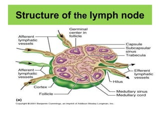 Structure of the lymph node
 
