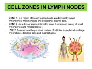 CELL ZONES IN LYMPH NODES
• ZONE 1- is a region of loosely packed cells, predominantly small
lymphocytes, macrophages and occasional plasma cells.
• ZONE 2 - is a denser region internal to zone 1,composed mainly of small
lymphocytes and macrophages
• ZONE 3- comprises the germinal centers of follicles, its cells include large
lymphoblast, dendritic cells and macrophages.
 