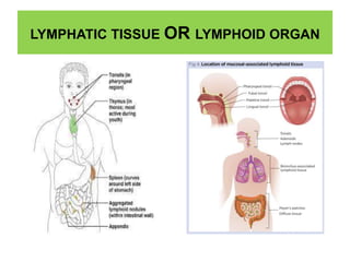 LYMPHATIC TISSUE OR LYMPHOID ORGAN
 