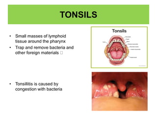 TONSILS
• Small masses of lymphoid
tissue around the pharynx
• Trap and remove bacteria and
other foreign materials
• Tonsillitis is caused by
congestion with bacteria
 