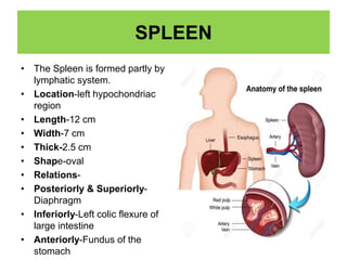 SPLEEN
• The Spleen is formed partly by
lymphatic system.
• Location-left hypochondriac
region
• Length-12 cm
• Width-7 cm
• Thick-2.5 cm
• Shape-oval
• Relations-
• Posteriorly & Superiorly-
Diaphragm
• Inferiorly-Left colic flexure of
large intestine
• Anteriorly-Fundus of the
stomach
 