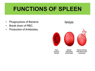FUNCTIONS OF SPLEEN
• Phagocytosis of Bacteria
• Break down of RBC.
• Production of Antibodies.
 
