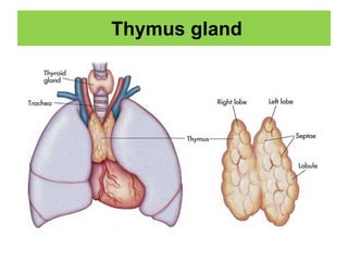 Thymus gland
 