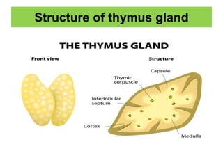 Structure of thymus gland
 